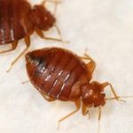 Bed-bugs-pest-control-services-in-nairobi kenya1