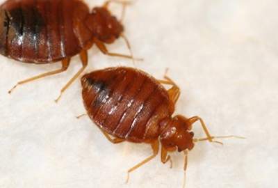 Bed-bugs-pest-control-services-in-nairobi kenya1