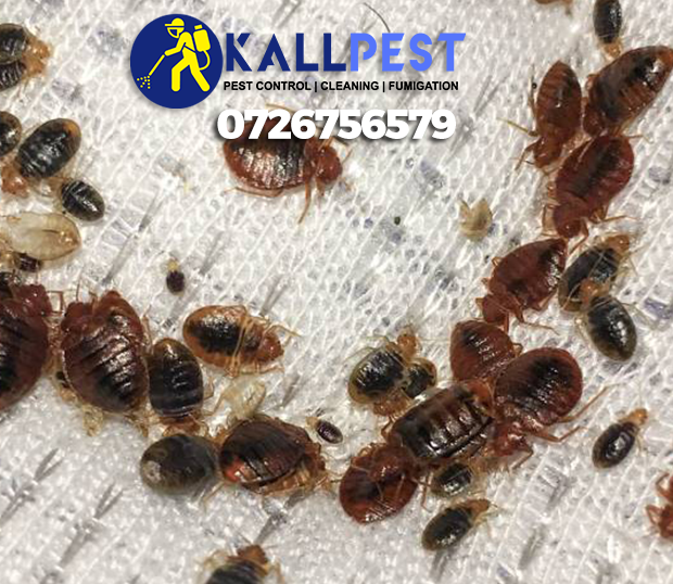 bedbug-bed-bug-kill-nairobi-kenya-fumigation-pest-control
