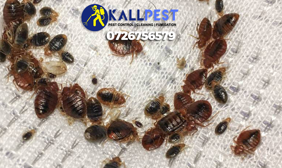 bedbug-bed-bug-kill-nairobi-kenya-fumigation-pest-control