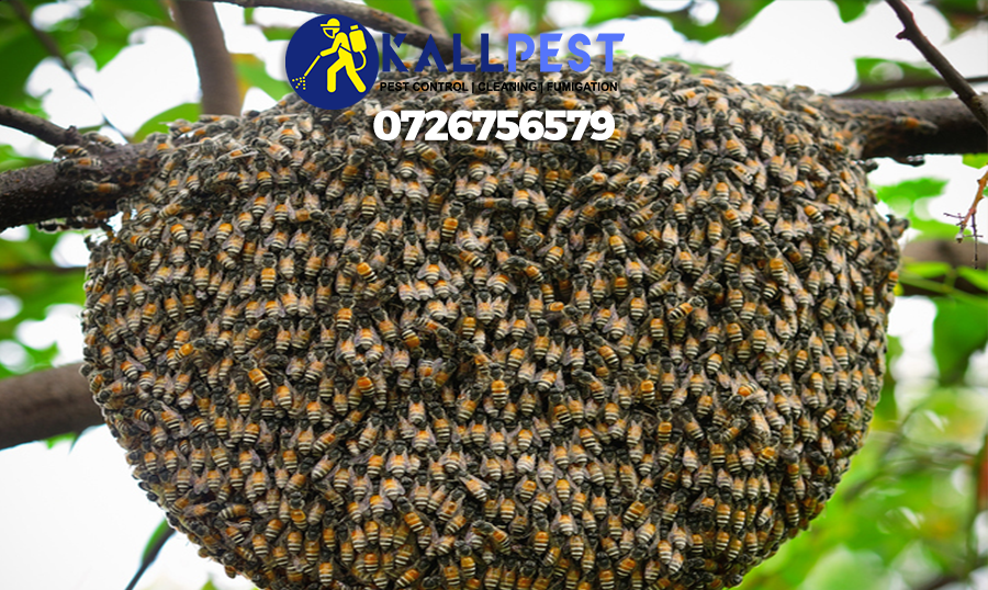 bee-hive-beehive-bees-removal-nairobi-kenya-pest-control-services-kill