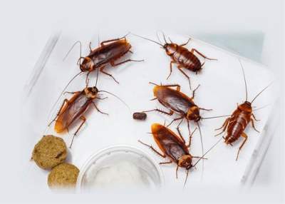 cockroach-pest-control-services-nairobi kenya