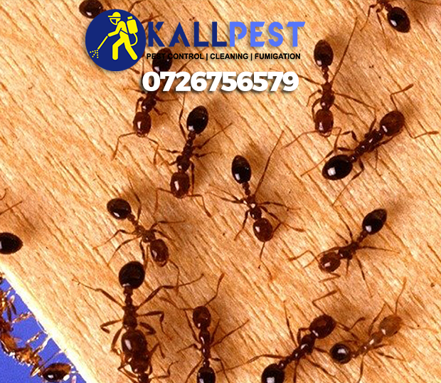 fire-ants-nairobi-kenya-pest-control-fumigation