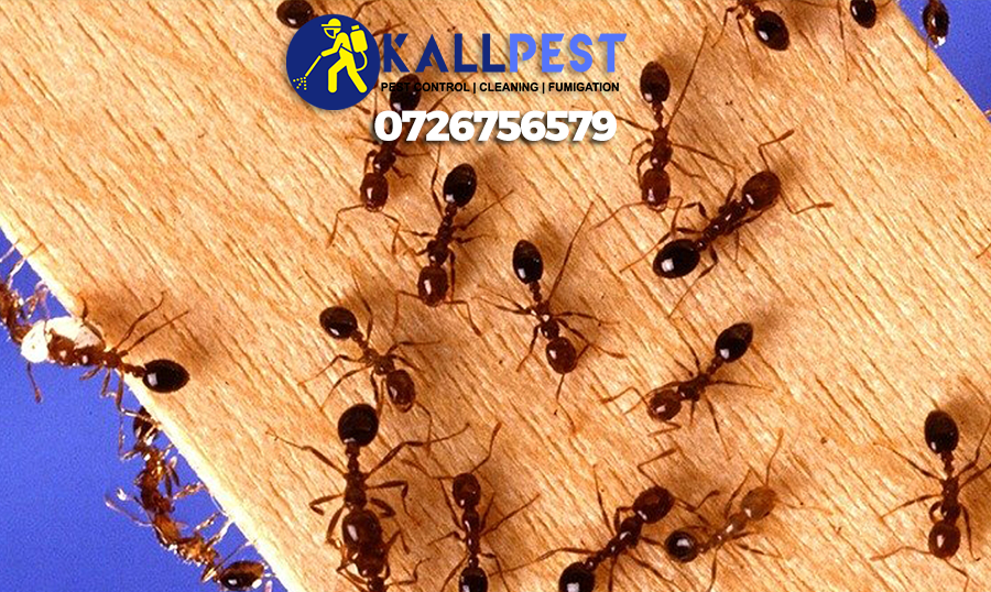 fire-ants-nairobi-kenya-pest-control-fumigation