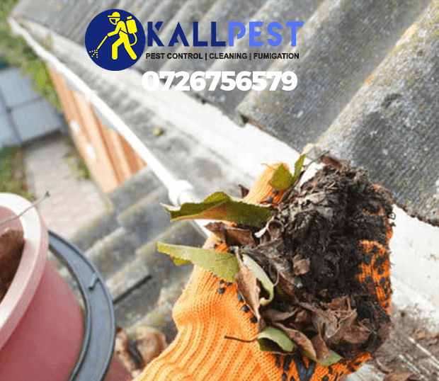 gutter-cleaning-pest-control-fumigation-spraying-disinfection-farm-plants-treatment-cleaning-nairobi-kenya
