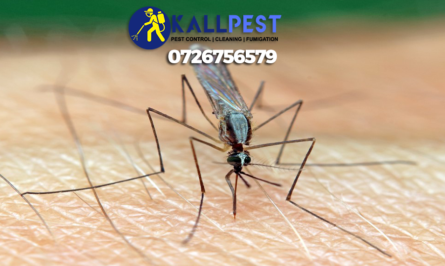 mosquito-pest-control-nairobi-kenya-elimination-extermination-killing-spray