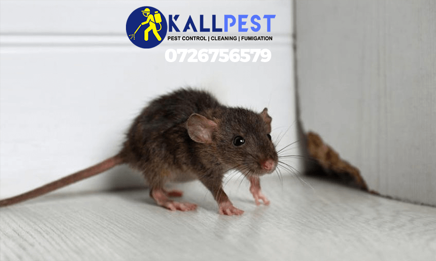 rats-rodents-mice-pest-control-fumigation-spraying-disinfection-farm-plants-treatment-cleaning-nairobi-kenya